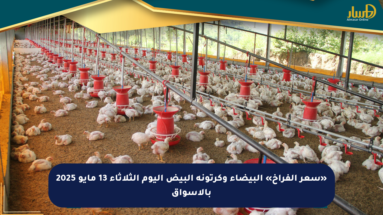 «سعر الفراخ» البيضاء وكرتونة البيض اليوم الثلاثاء 13 مايو 2025 بالأسواق
